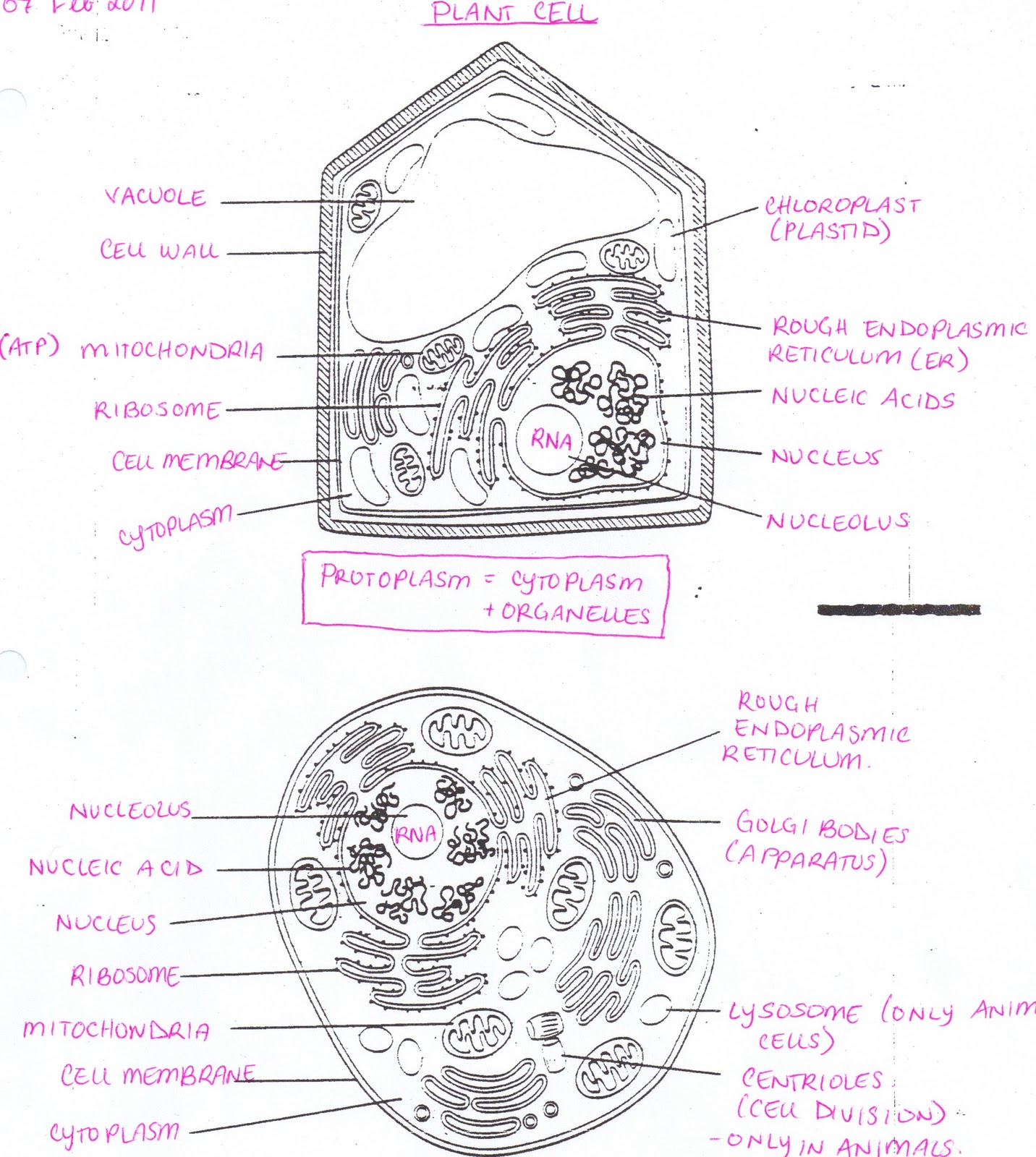 Animal And Plant Cell Diagram For Kids