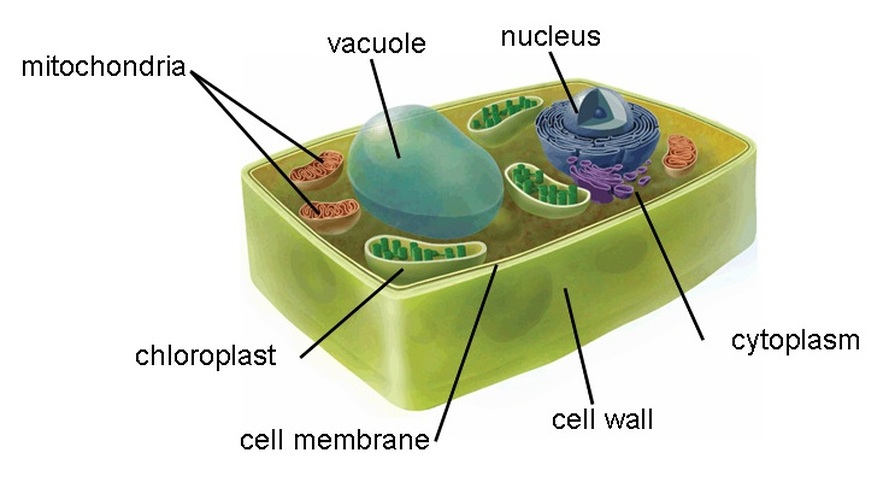 Animal And Plant Cell Diagram With Labels