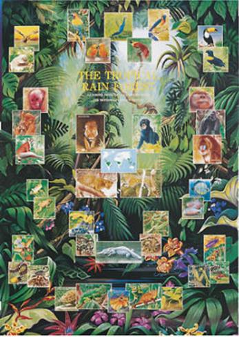 Animals And Plants In The Rainforest