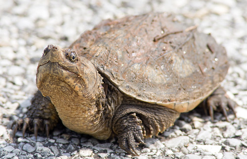 Baby Alligator Snapping Turtle Facts