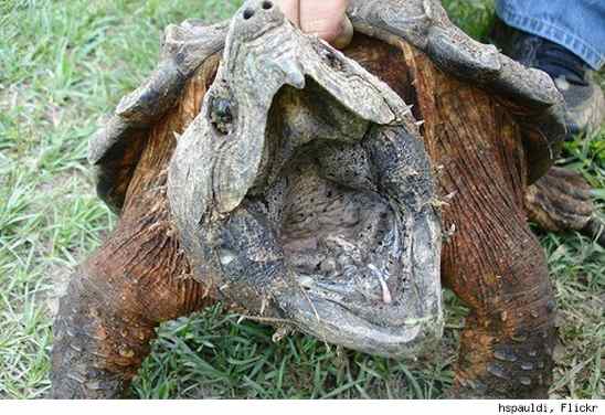 Baby Alligator Snapping Turtle Facts