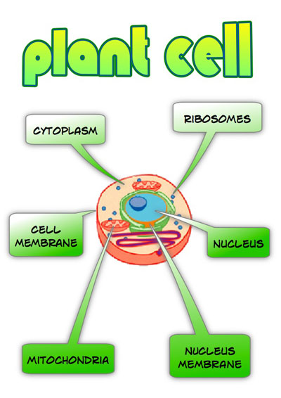 Basic Plant Cell Diagram For Kids