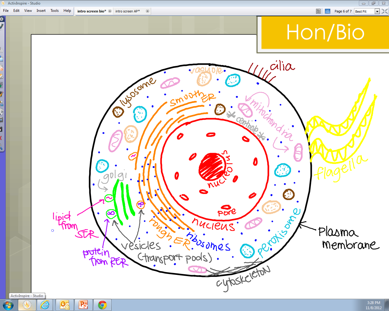 Basic Plant Cell Diagram With Labels