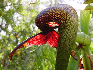 Carnivorous Plants In The Rainforest