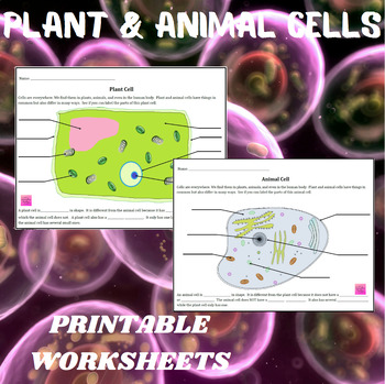 Comparing Plant And Animal Cells Worksheet