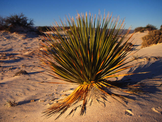 Desert Plants And Animals Pictures