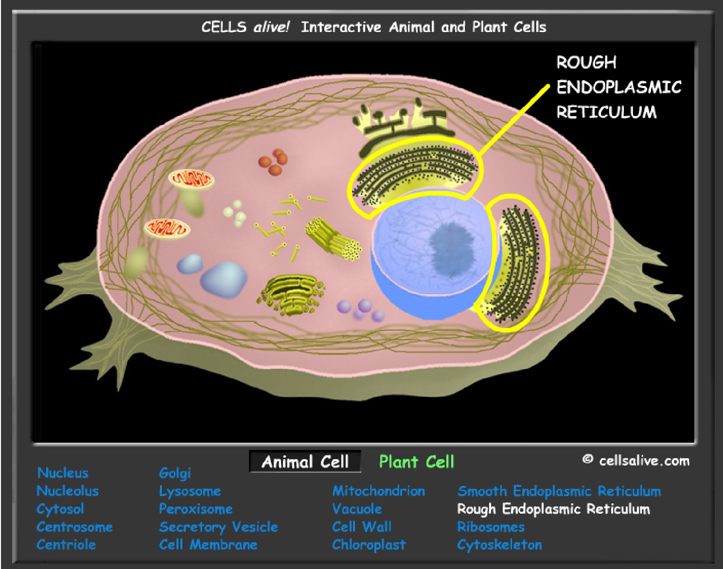 Diagram Of Plant And Animal Cells For Kids