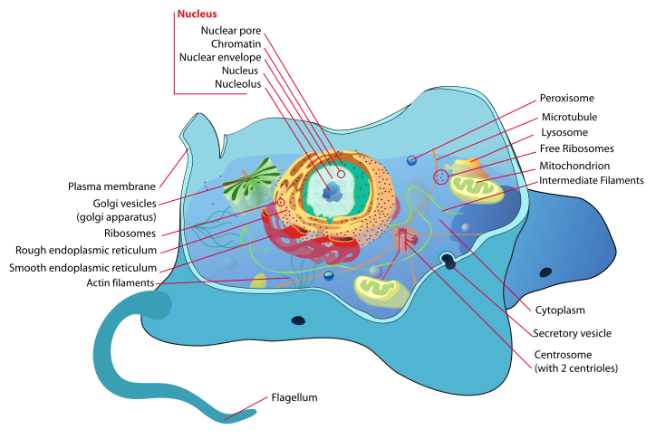 Difference Between Plant And Animal Cells For Kids