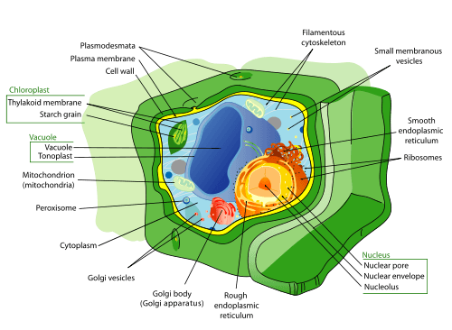 Difference Between Plant And Animal Cells For Kids