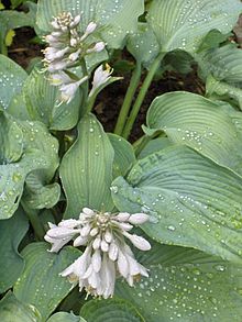 Hosta Plantain Lily