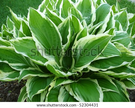 Hosta Plantain Lily