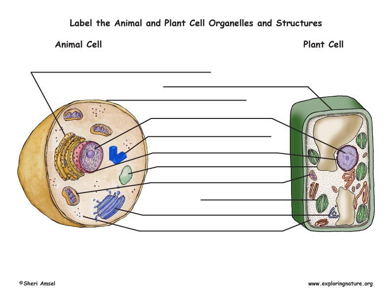 Label Plant And Animal Cells Worksheets
