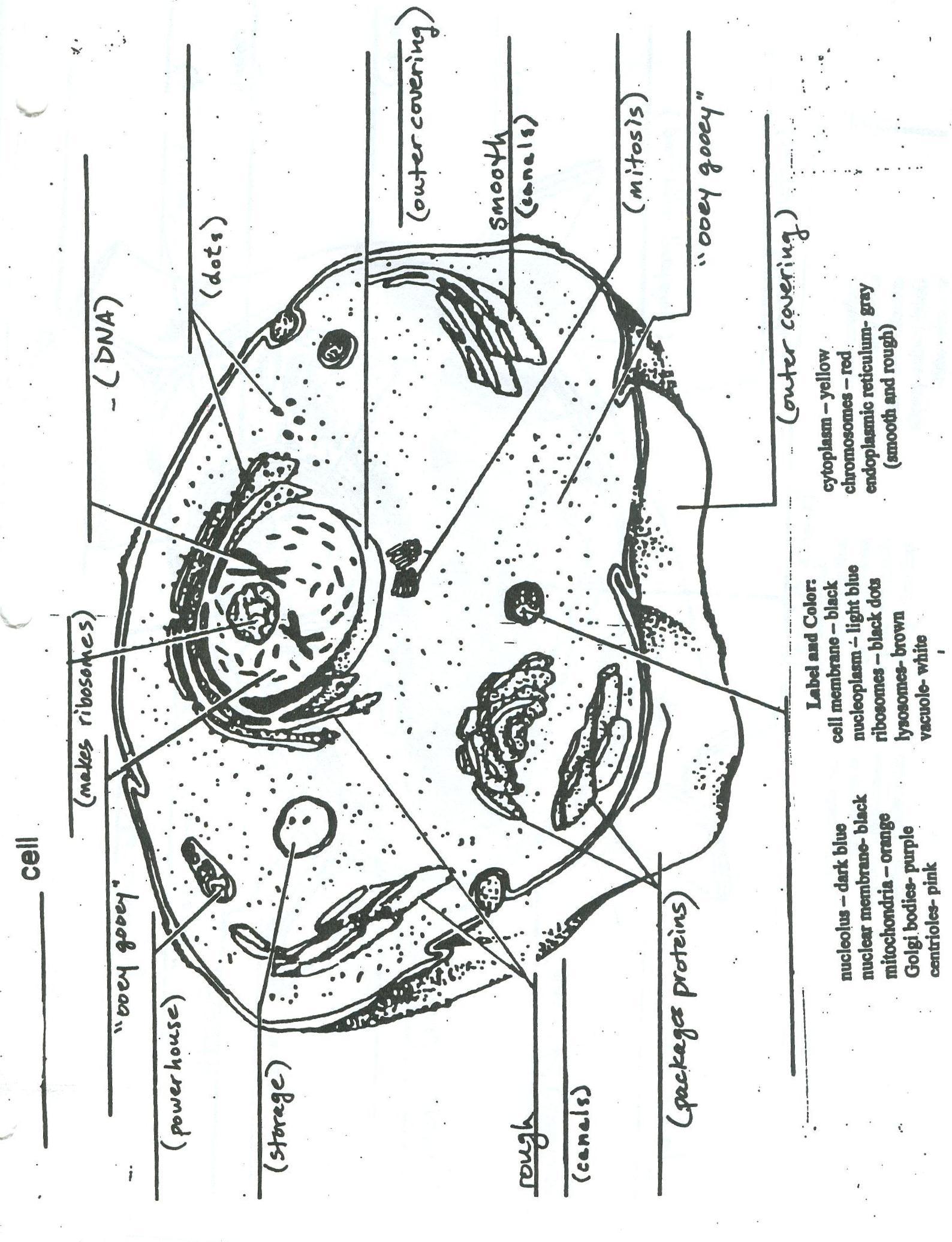 Labeled Plant And Animal Cells Diagram