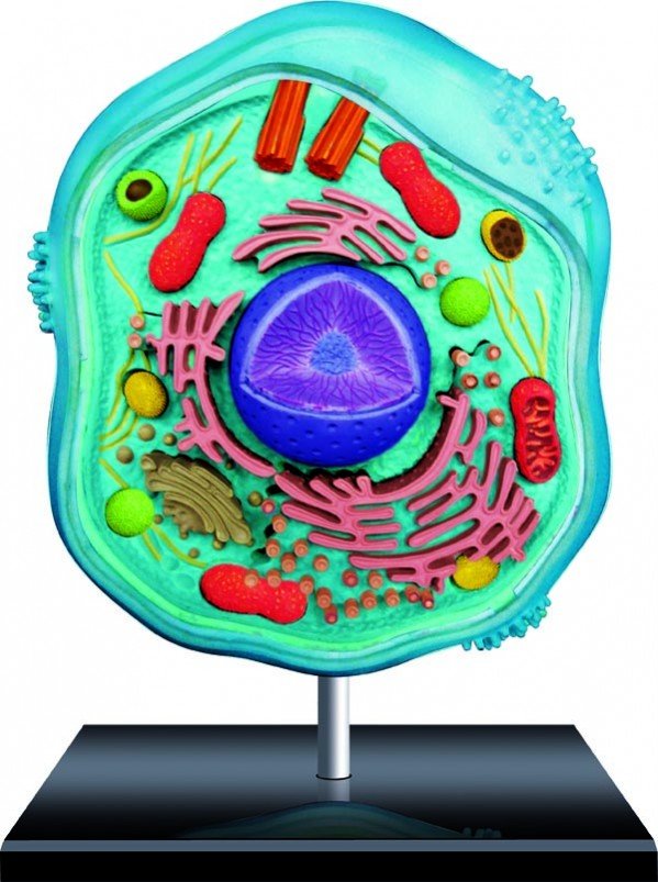 Plant And Animal Cells For Kids Games