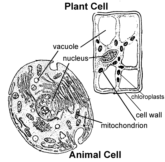 Plant And Animal Cells For Kids Worksheets