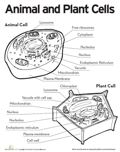 Plant And Animal Cells For Kids Worksheets
