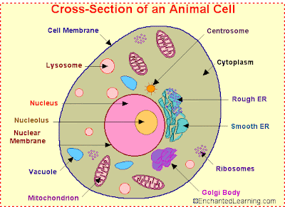 Plant And Animal Cells Ks3