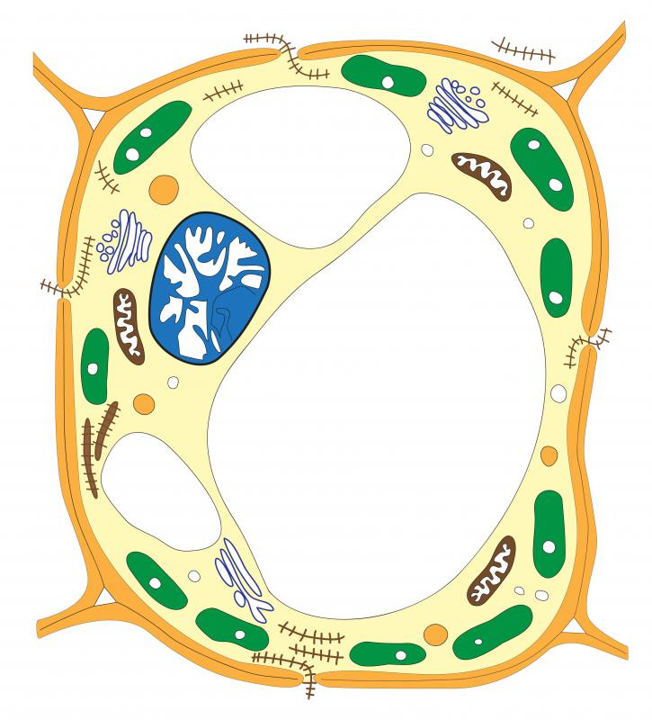 Plant And Animal Cells Worksheet For Kids