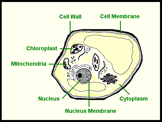 Plant Cell Diagram For Kids