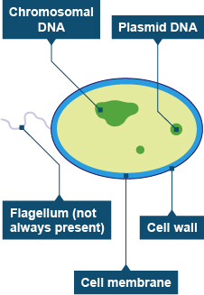 Plant Cell Diagram Gcse