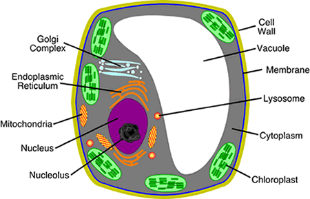 Plant Cell Diagram With Labels And Functions