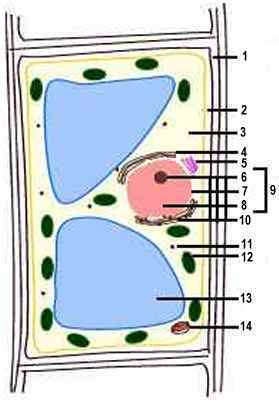 Plant Cell Diagram With Labels And Functions