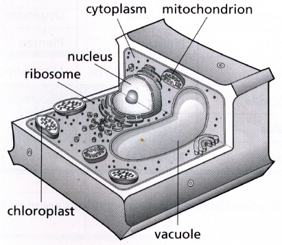 Plant Cell Diagram With Labels For Kids