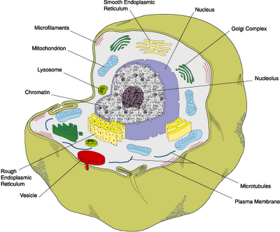 Plant Cell Diagram Without Labels