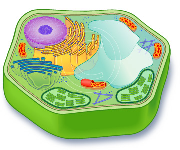 Plant Cell Diagram Without Labels