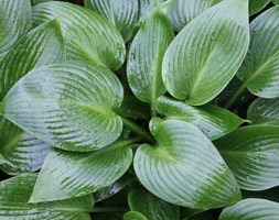 Plantain Lily Care