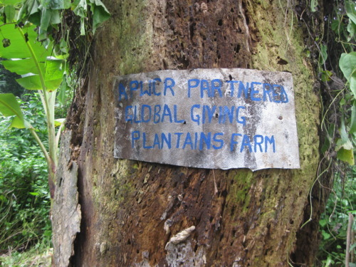 Plantain Plantation