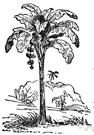 Plantain Tree Uses