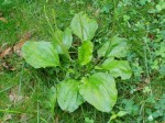 Plantain Weed Edible