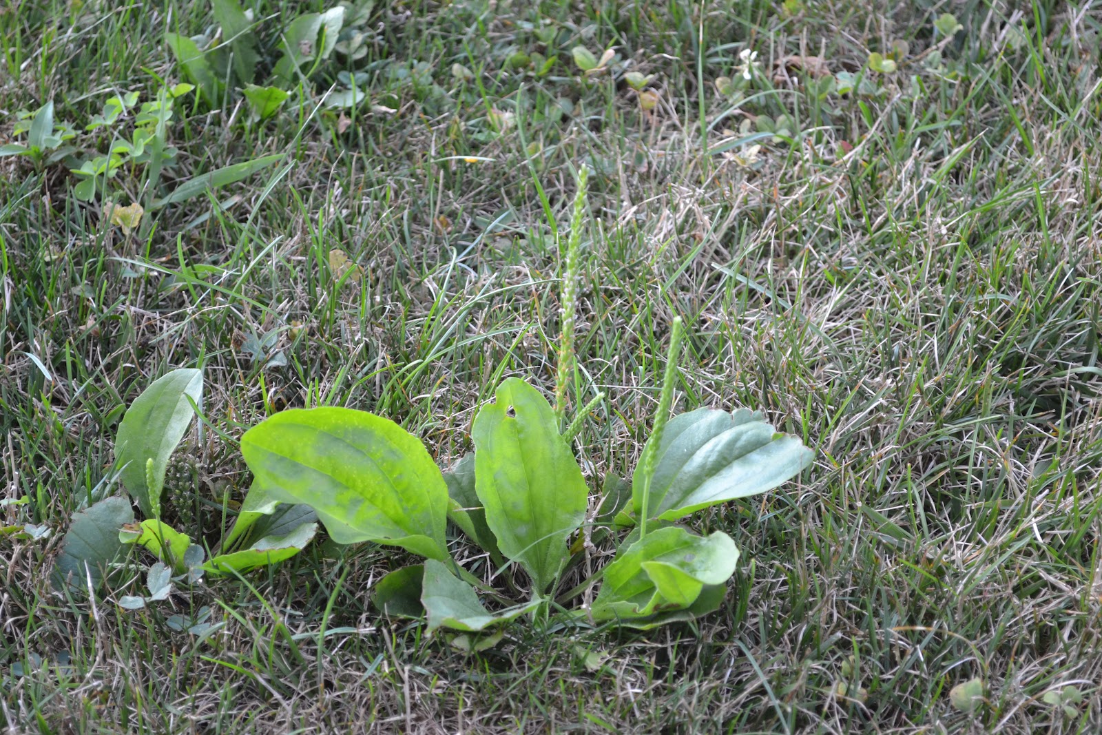 Plantain Weed Pictures