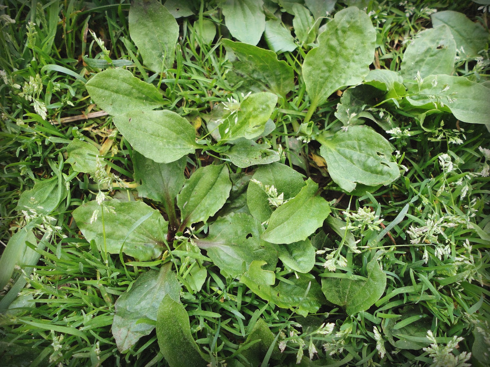 Plantain Weed Pictures
