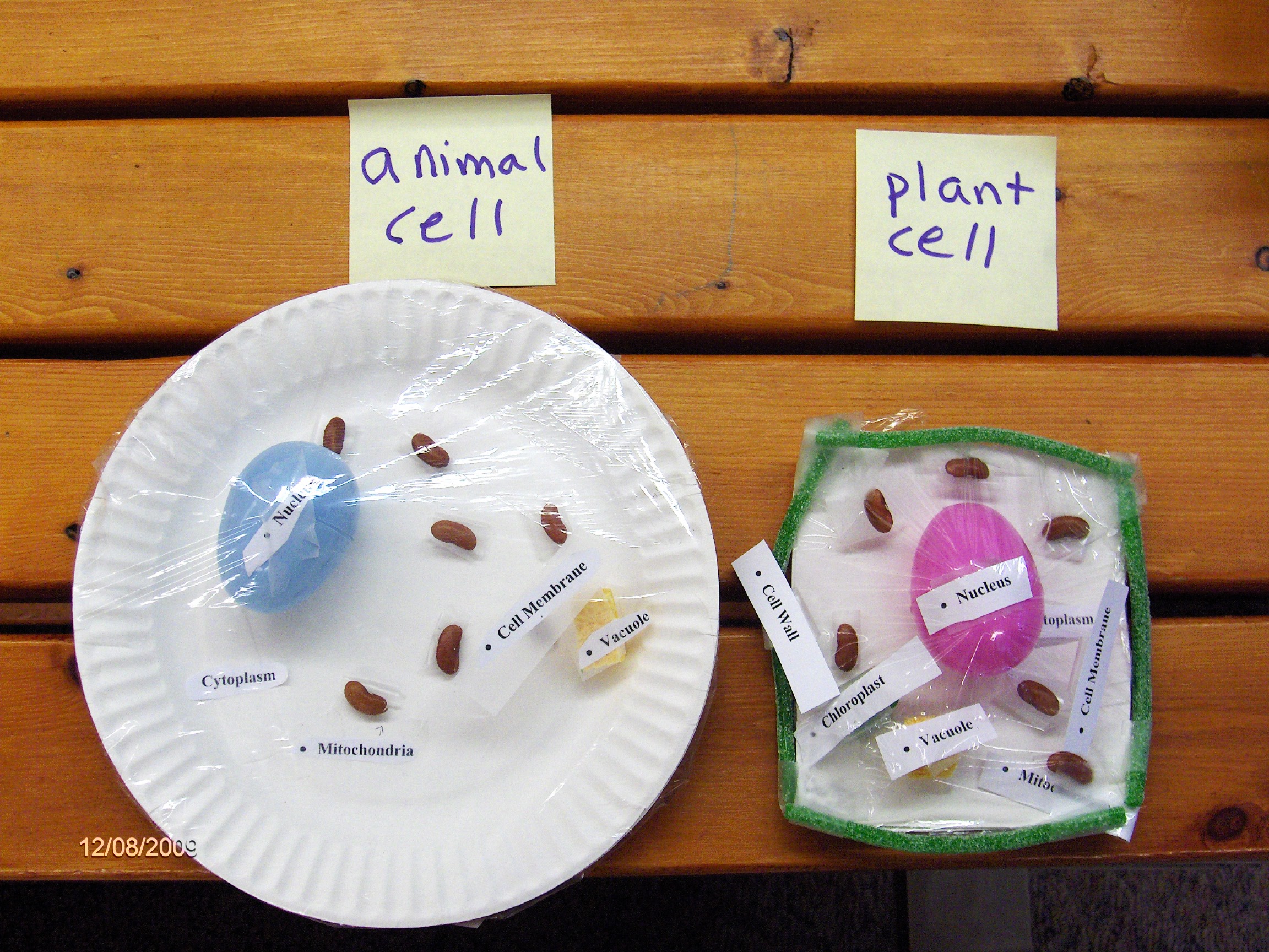 Plants And Animals Cells Comparison