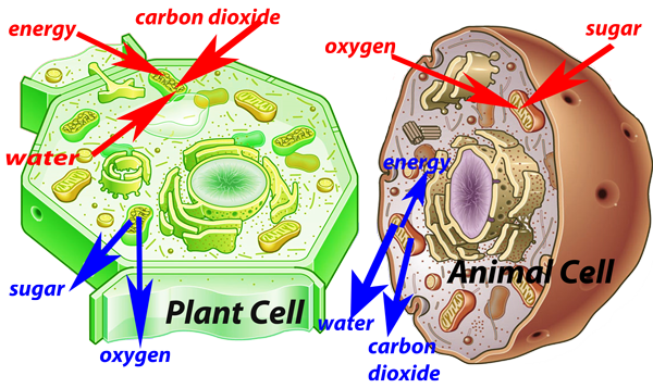 Plants And Animals Cells Diagram