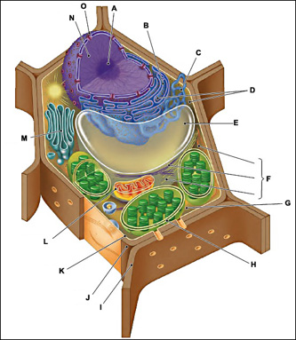 Plants And Animals Cells Diagram
