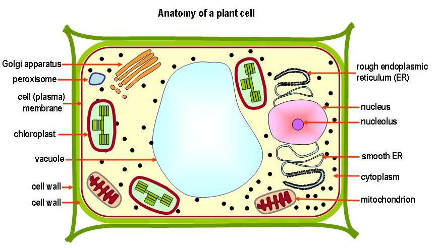 Plants And Animals Cells For Kids