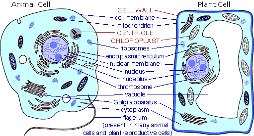 Plants And Animals Cells Information