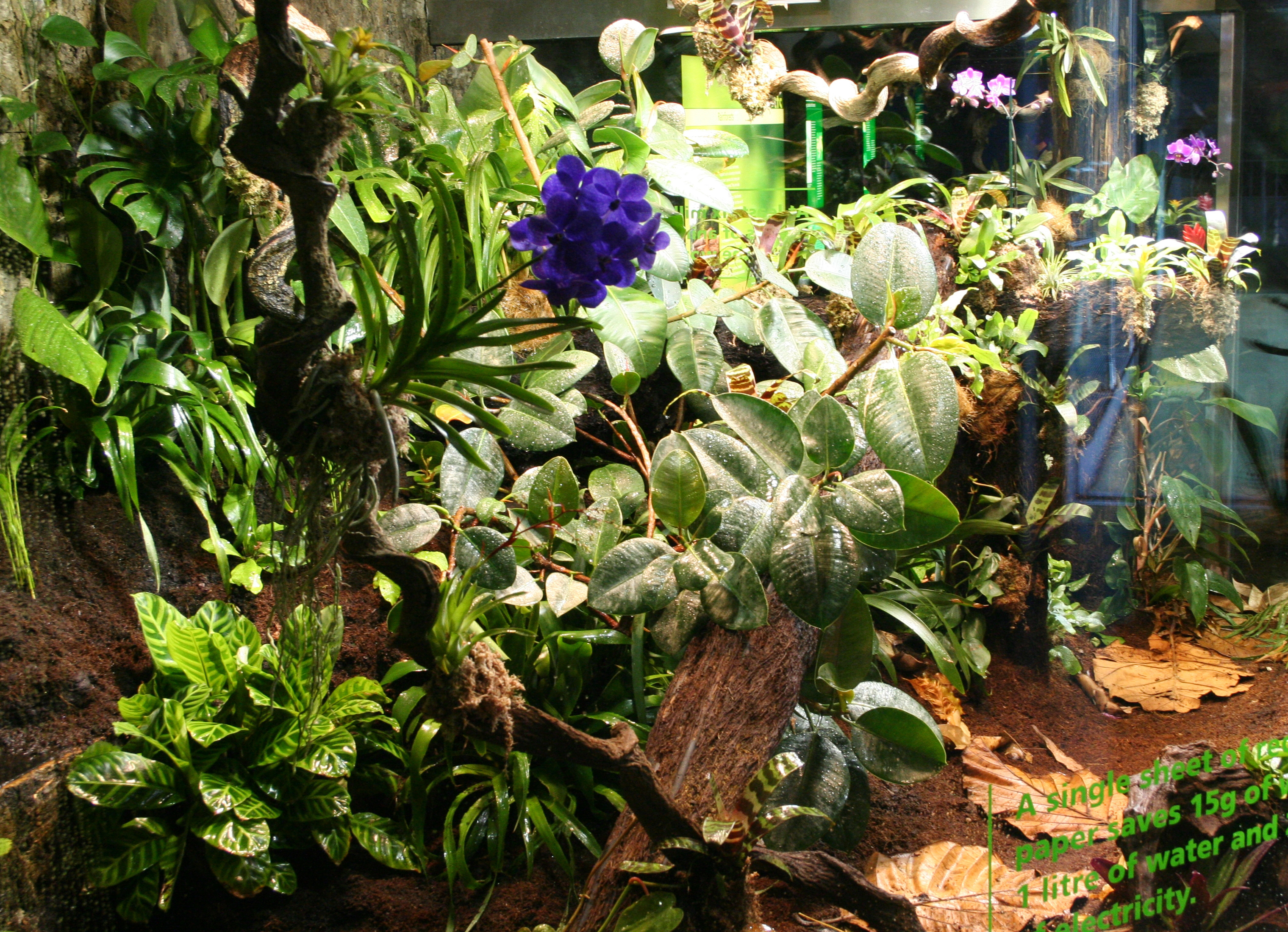 Plants And Animals In The Rainforest