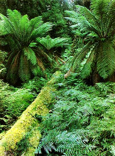 Plants And Trees In The Rainforest