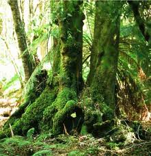 Plants And Trees In The Rainforest