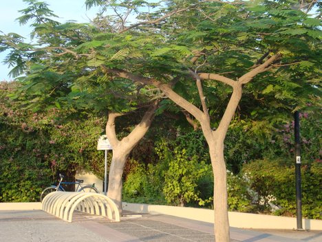 Plants And Trees In Uae