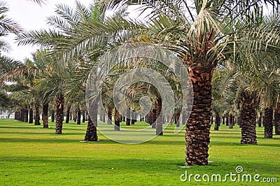 Plants And Trees In Uae