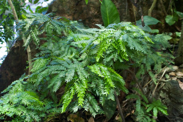 Plants In The Rainforest