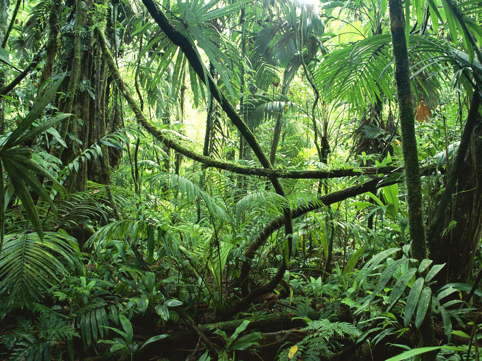 Plants In The Rainforest