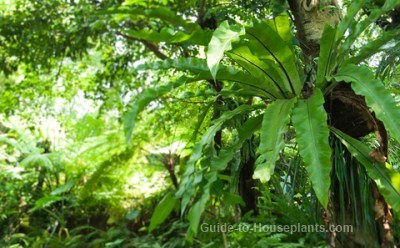 Poisonous Plants In The Rainforest