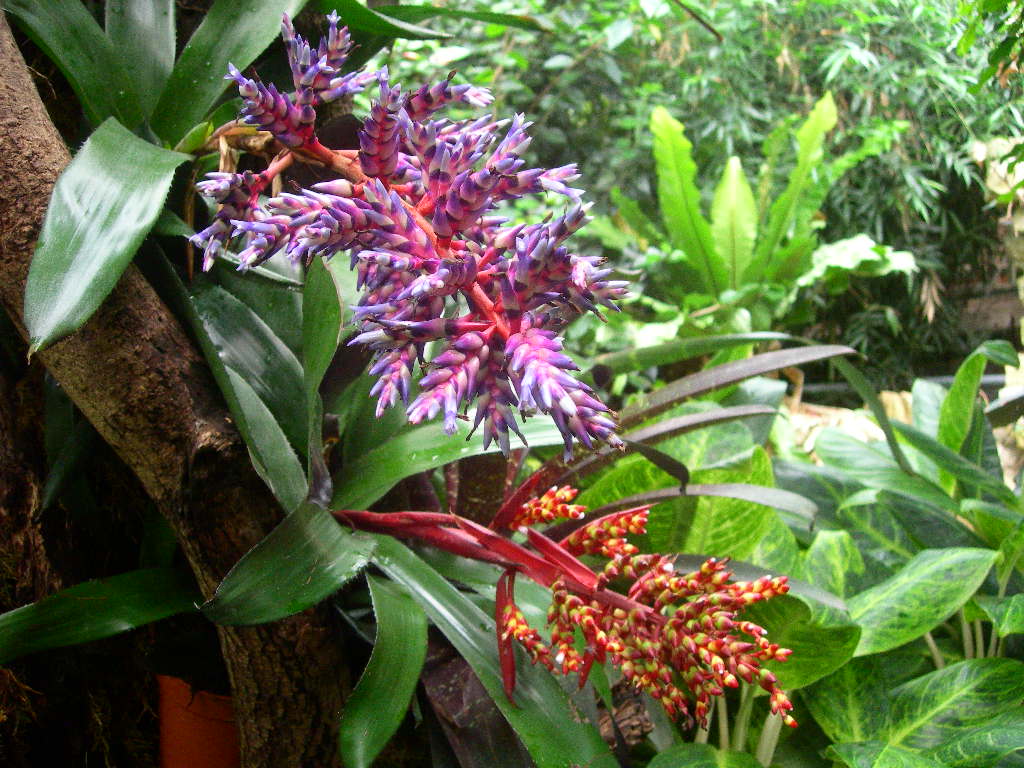 Rainforest Plants And Flowers