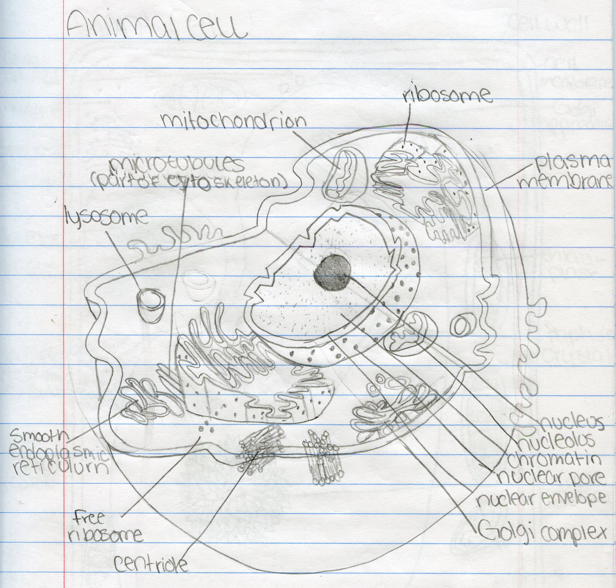 Similarities Between Plant And Animal Cells For Kids